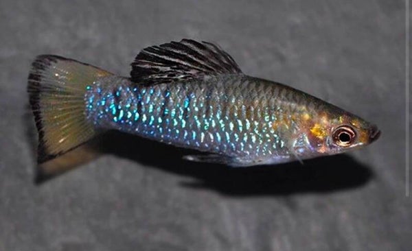 Limia perugiae