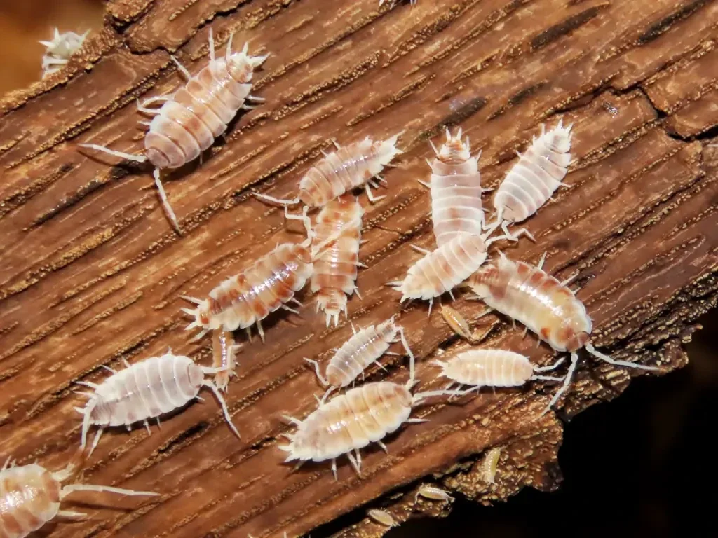 Red Koi Isopods