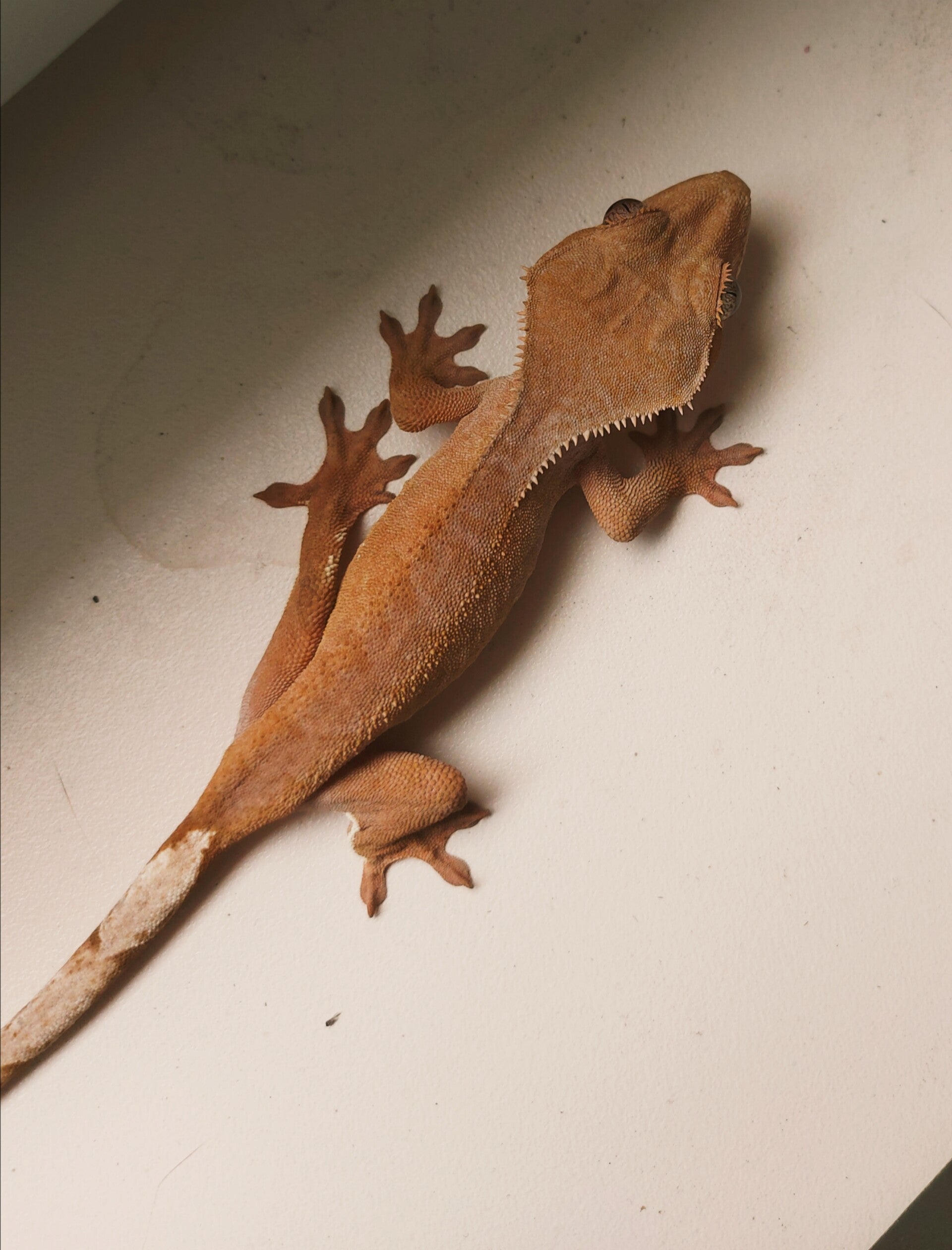 Correlophus Ciliatus