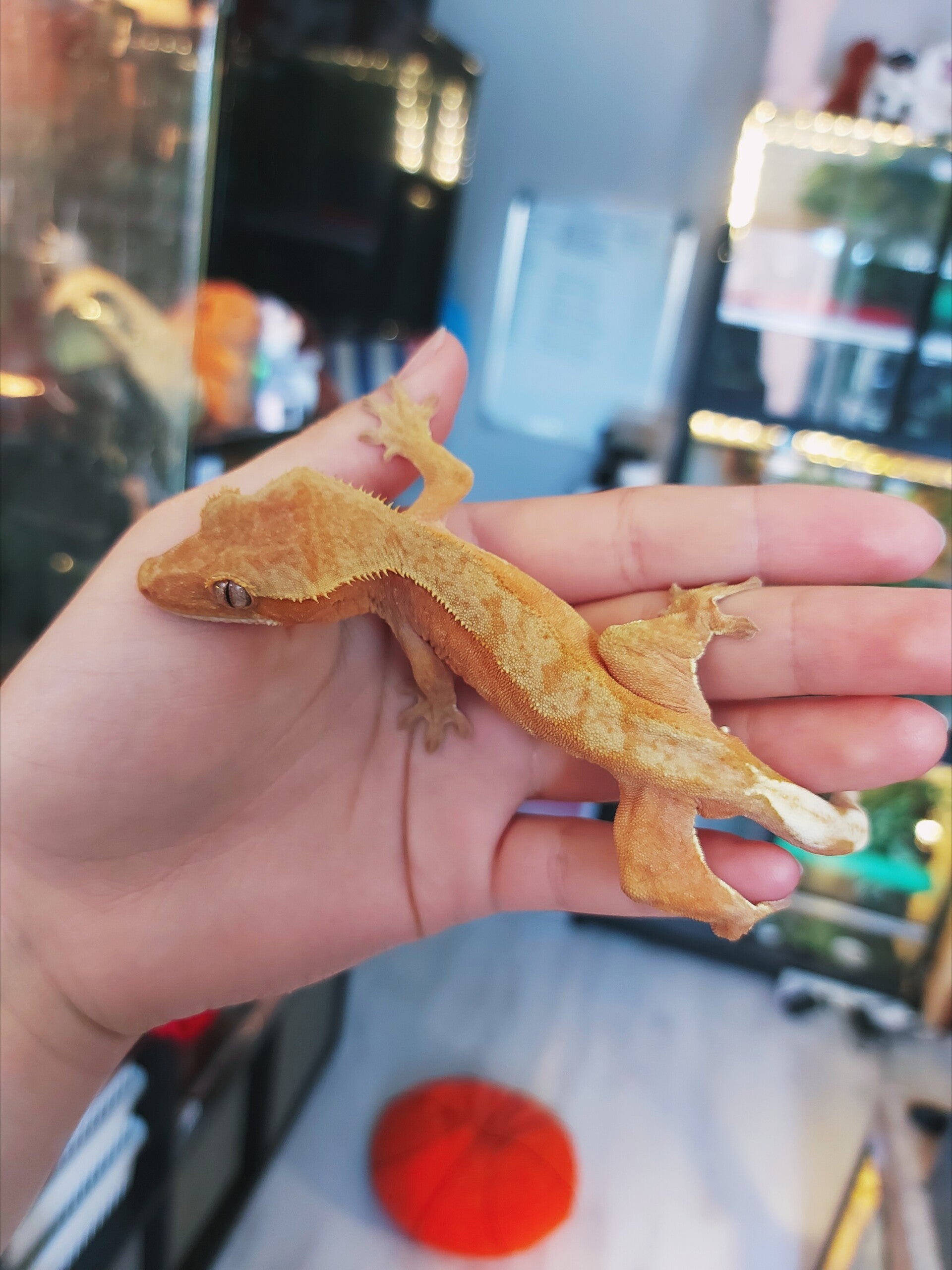 Correlophus Ciliatus