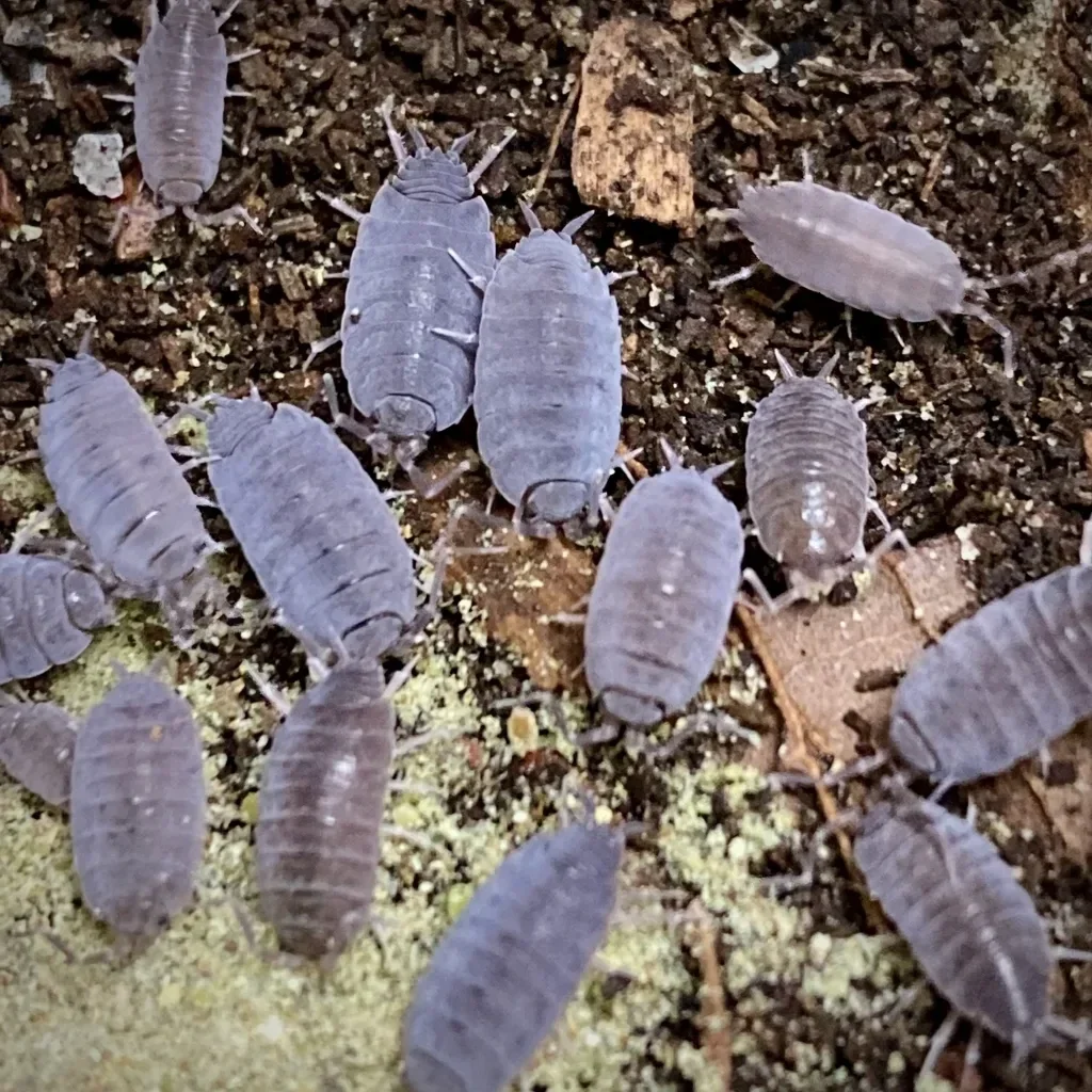 Blue Isopods