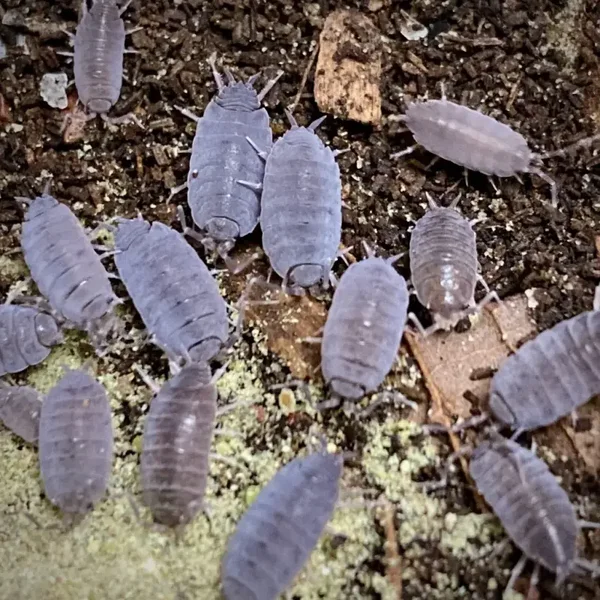 Blue Isopods