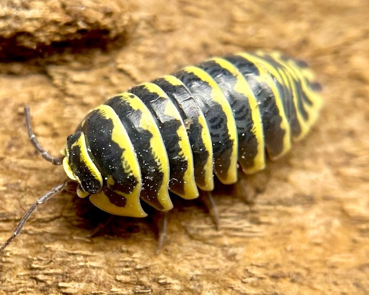 Yellow Zebra Isopods