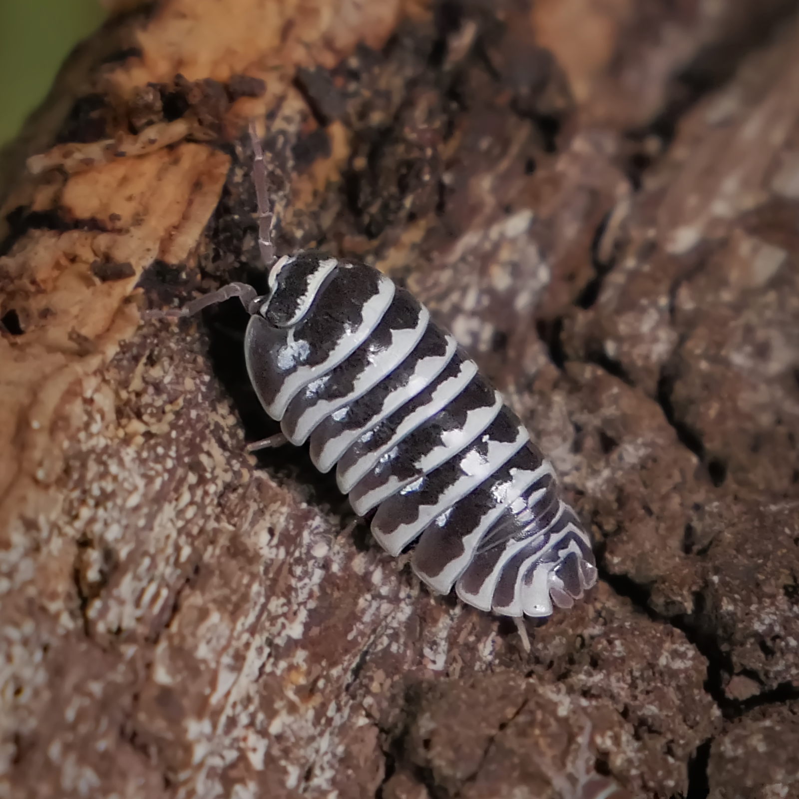 White Zebra Isopods