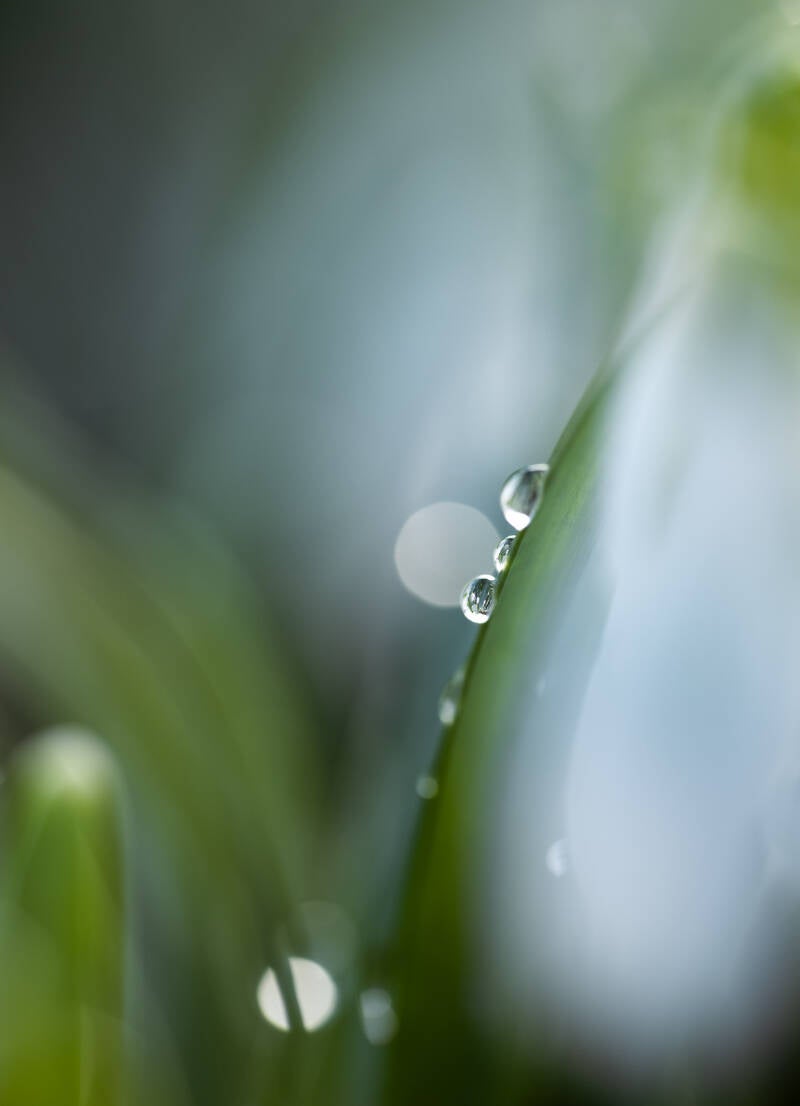 tautropfen-am-grashalm-standard.jpg
