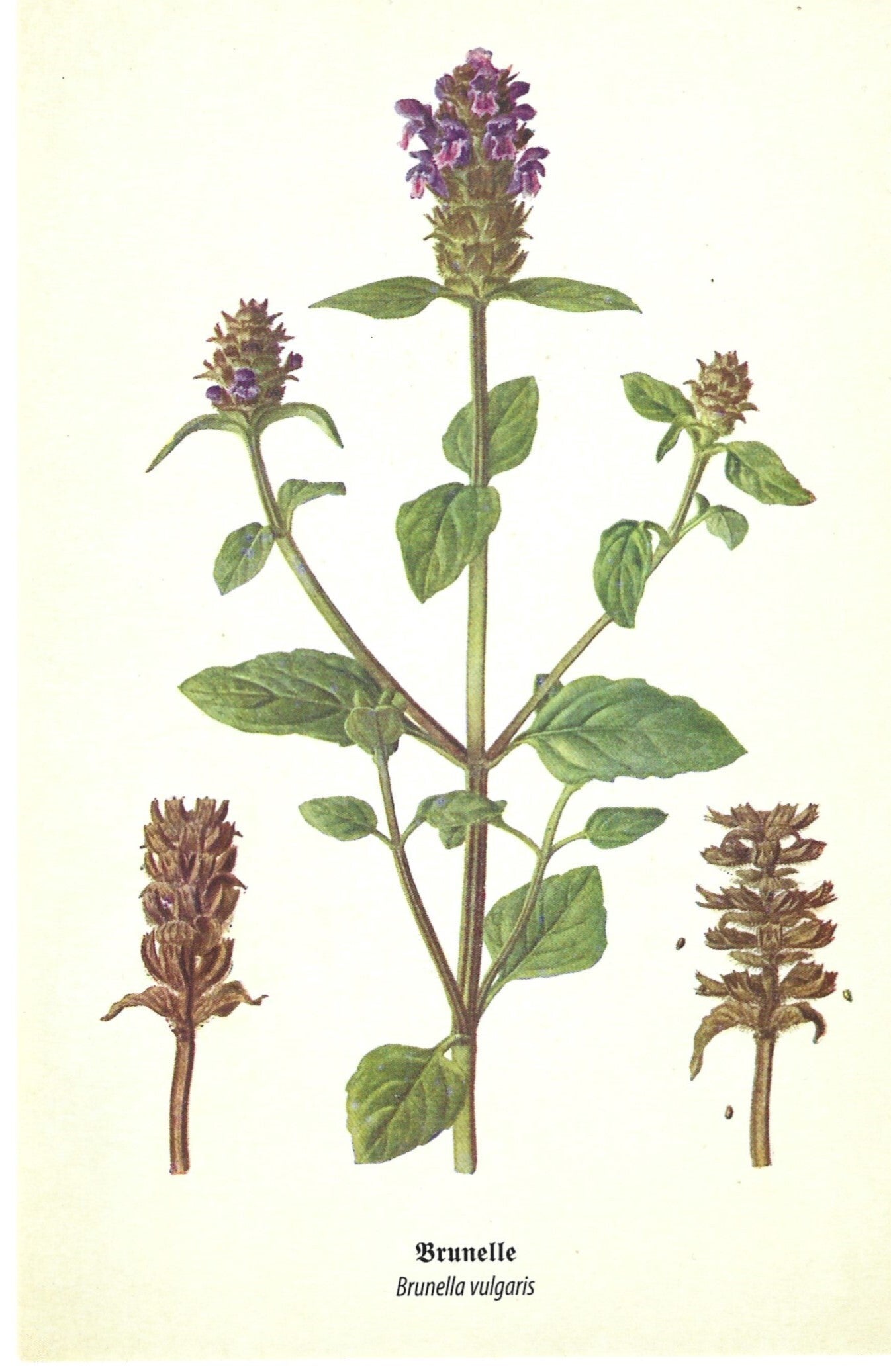Kunstklappkarte Brunelle