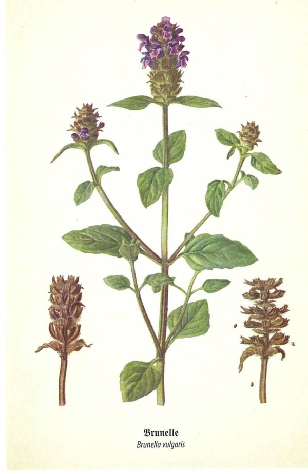 Kunstklappkarte Brunelle
