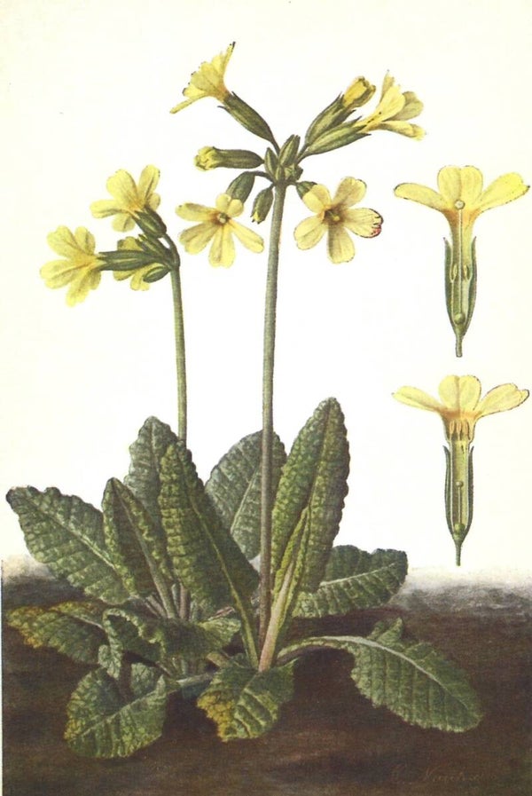 Kunstklappkarte Hohe Schlüsselblume