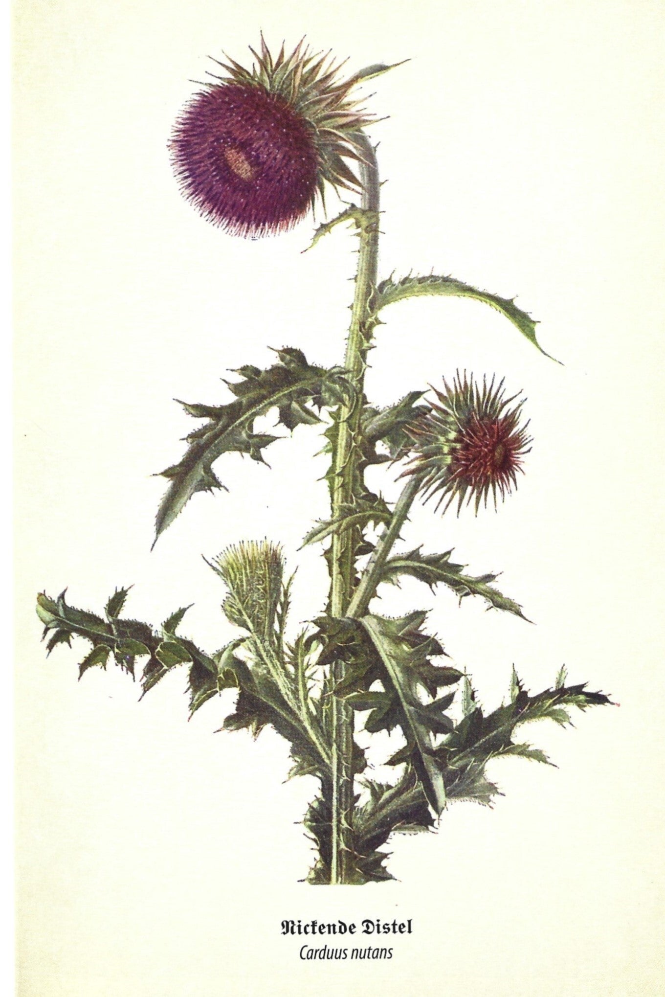 Kunstklappkarte Nickende Distel