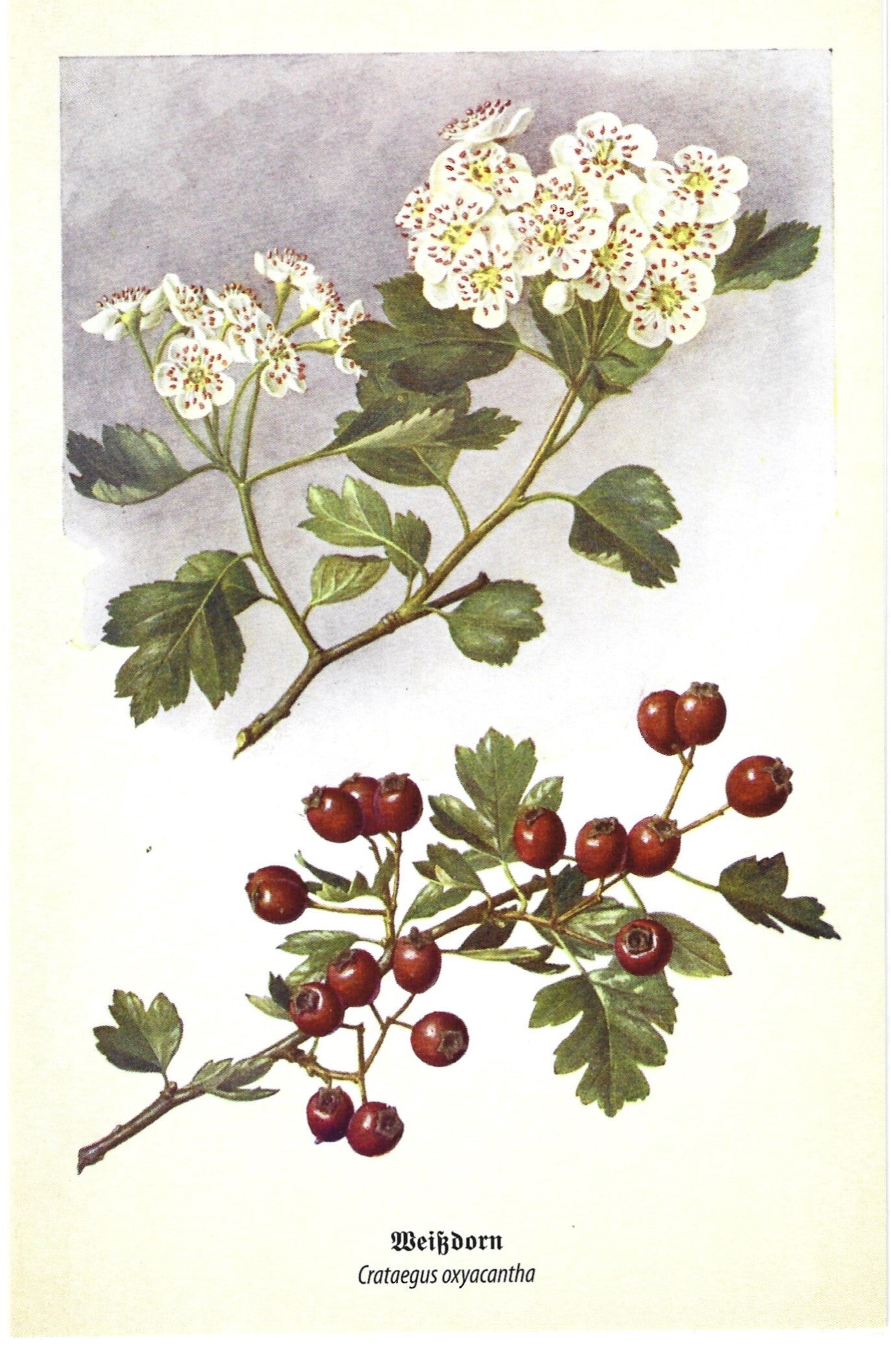 Kunstklappkarte Weißdorn
