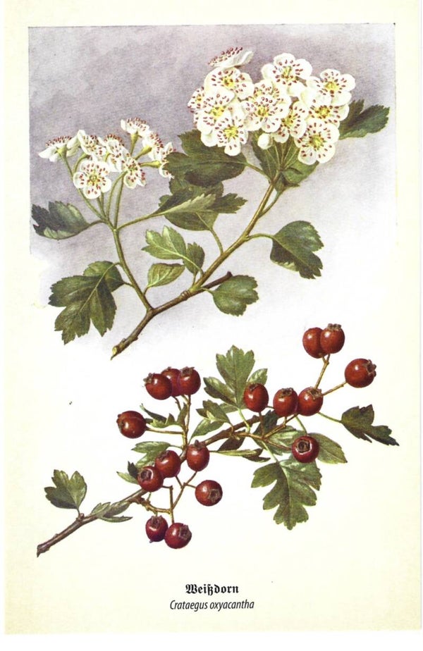 Kunstklappkarte Weißdorn