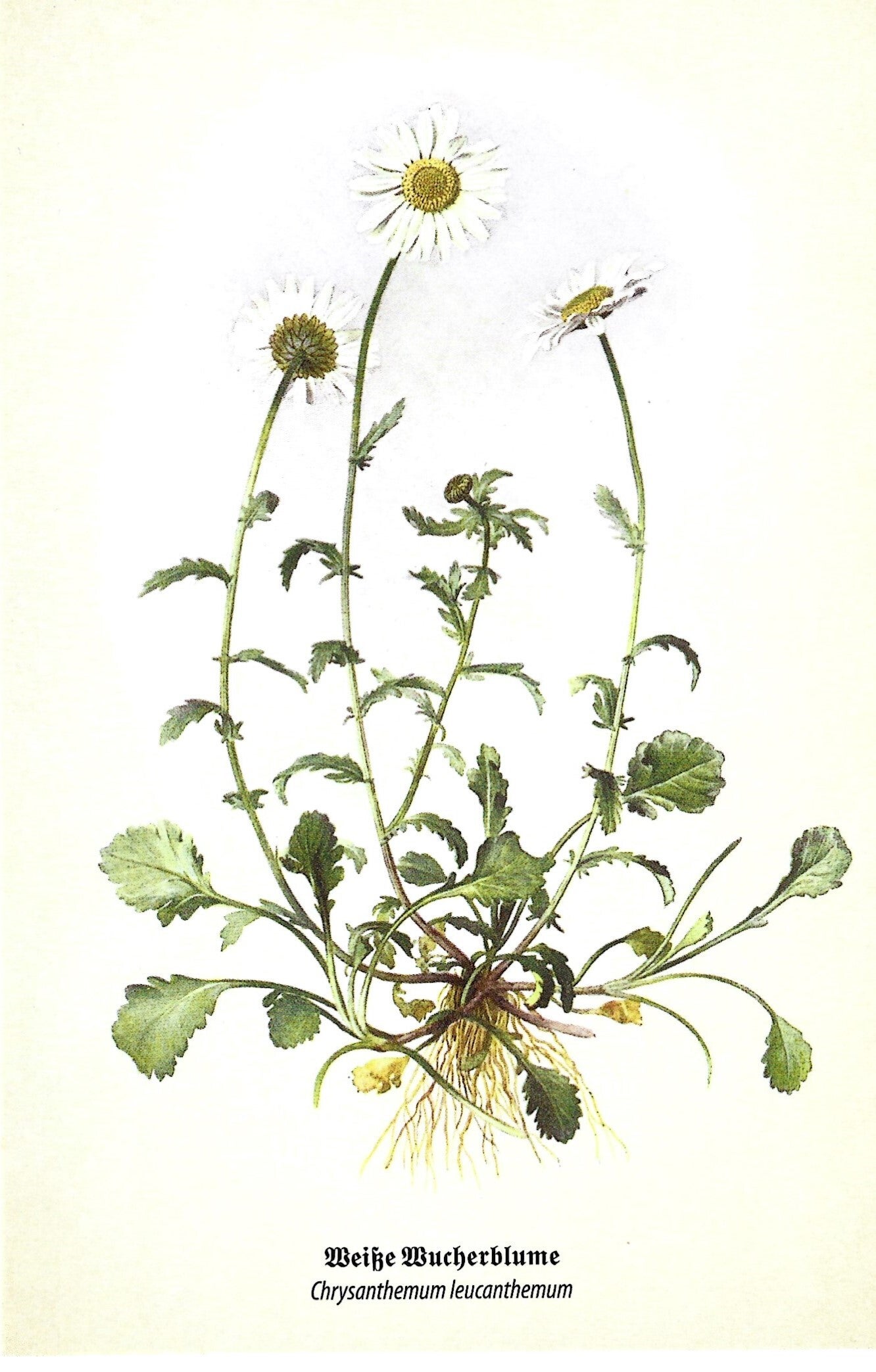 Kunstklappkarte Weiße Wucherblume