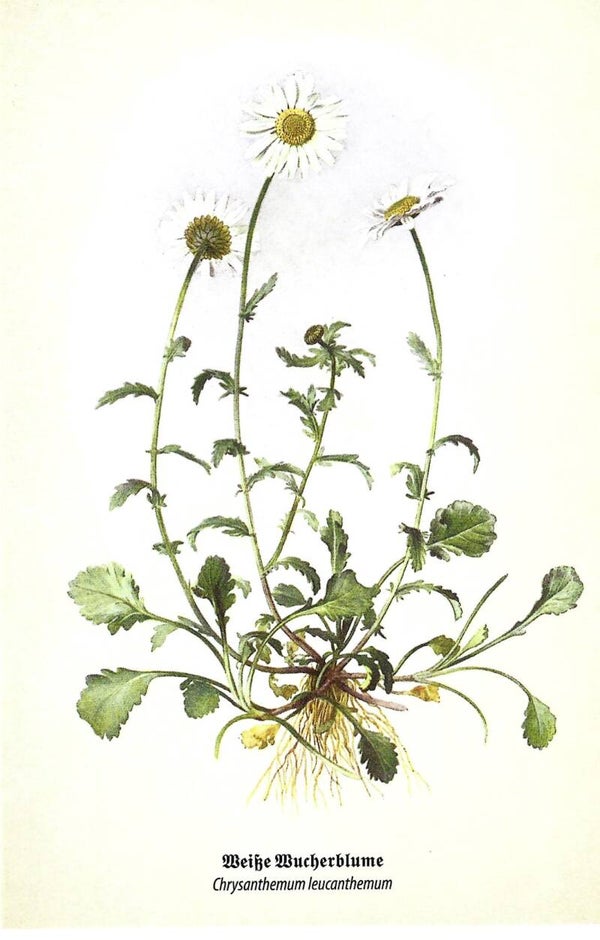 Kunstklappkarte Weiße Wucherblume