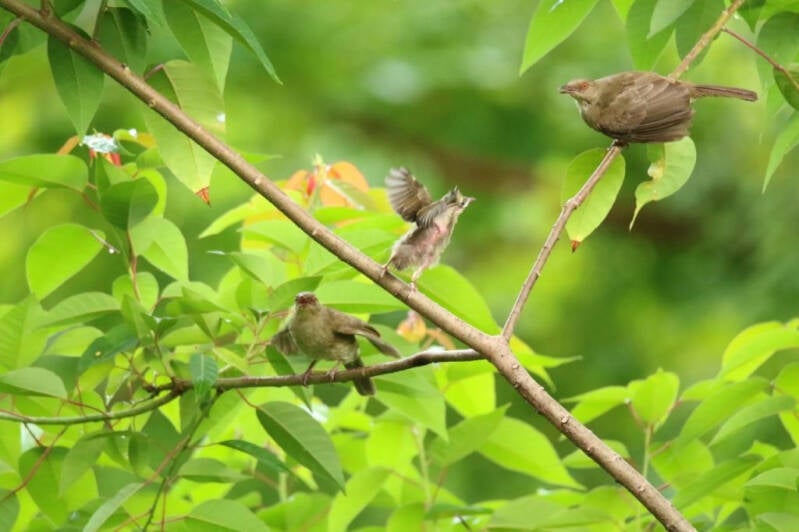 Urkunde, Vogelkinder, Agnes Loose, Osterburken