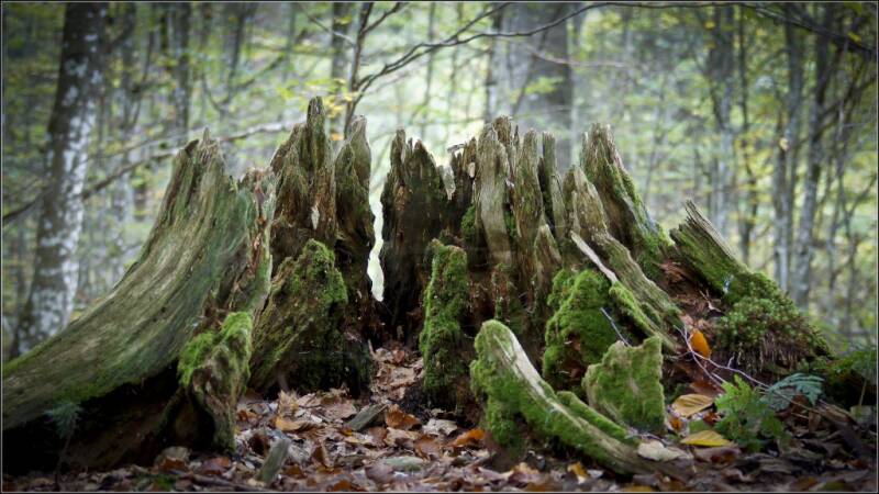 Platz 8 Annahme: Stumpf Gerhard Herzing,  Landshut