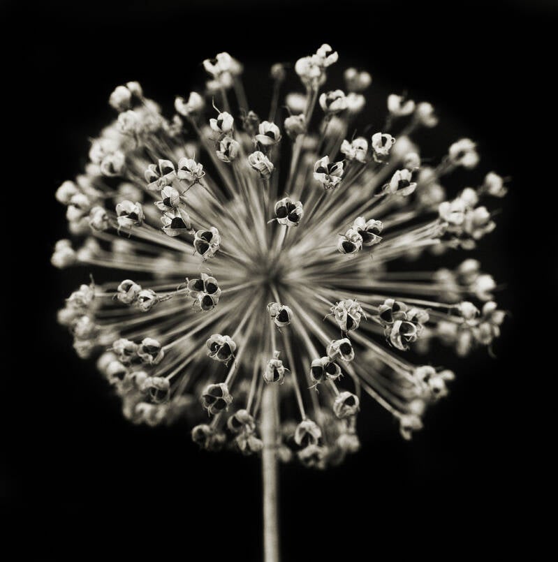 Silber, Verwelkt Herbert Hanauer Deutschland