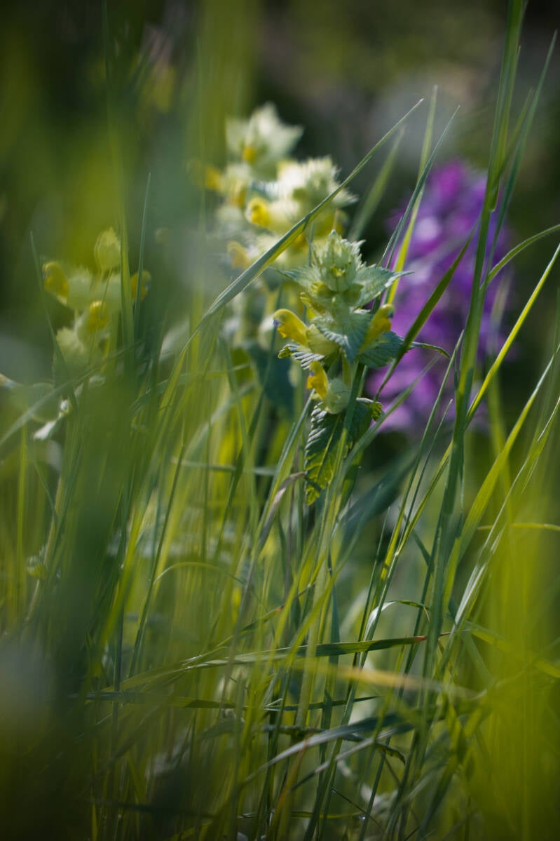  In der Wiese Agnes Loose