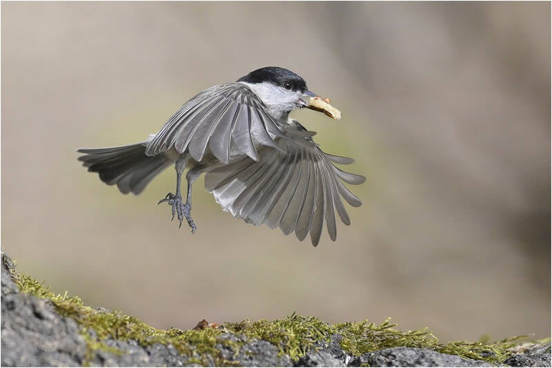 Annahme: Thomas Auga– abgehoben, Deutschland