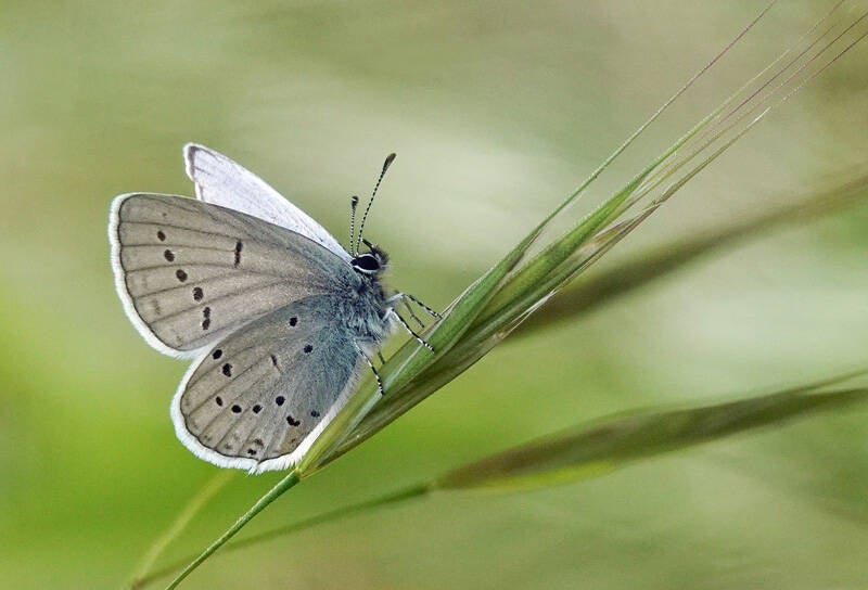 Annahme:  Anne-Marie Houriez – Bleuté, Frankreich