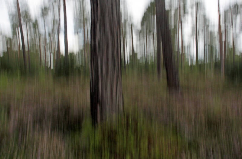 Annahme: Florian Lahr- Wald im Moor, Deutschland