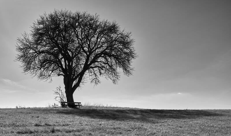 Baum mit Schatten Bernd Kunze