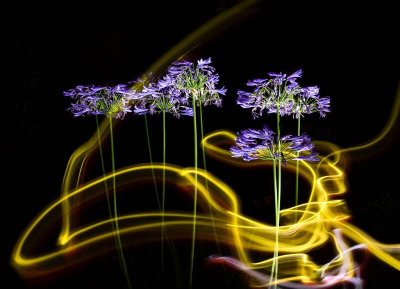 Annahme: lichtgekreiselte Schmucklilien Angela Carle, Worms