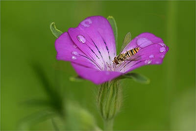 Urkunde:  Wilfried Gotthardt, Auf der Blüte Würzburg  