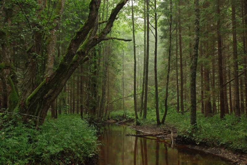 Urkunde: im Wald Gaby Salm, Villingen-Schwenningen