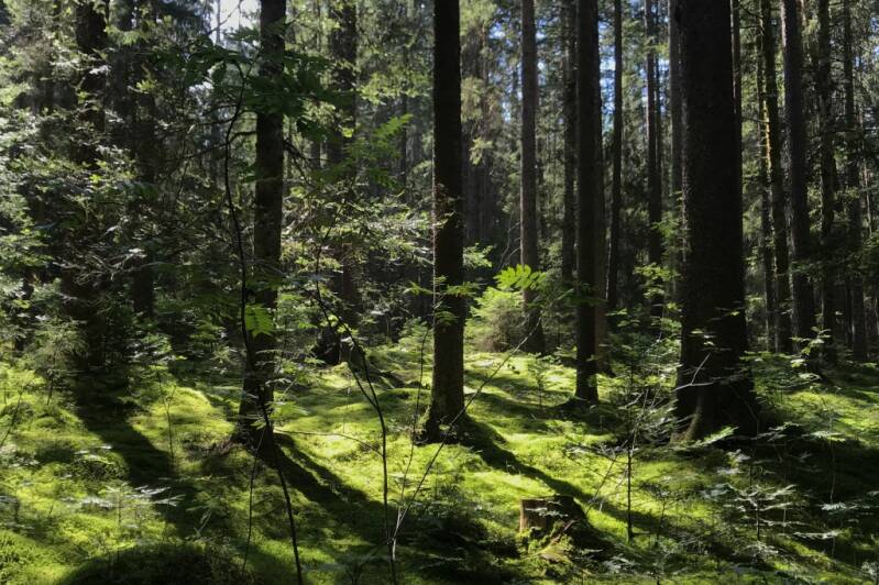 Urkunde: im Wald Gaby Salm, Villingen-Schwenningen
