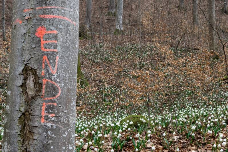 Urkunde: im Wald Gaby Salm, Villingen-Schwenningen