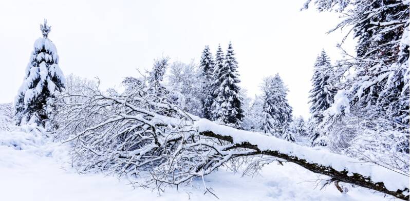 Bronze: Just Another Morning Martina Schrenk, Rottweil