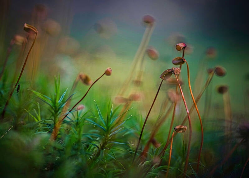 Knospen im Moos Michael Schelken