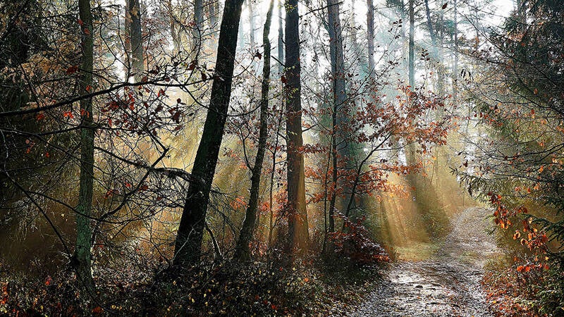 Lüneburger Heide,   Bernhard Storz