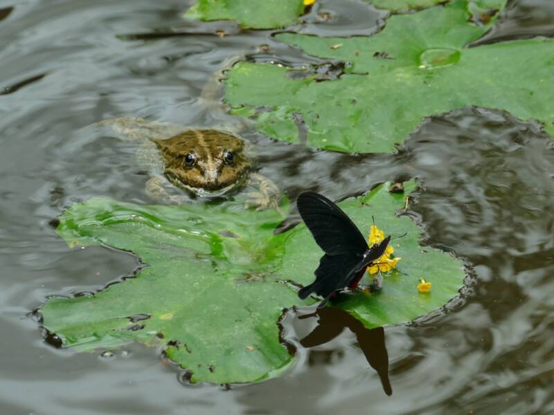 Annahme: Nahrungskette Jutta Mutschler, Osterburken