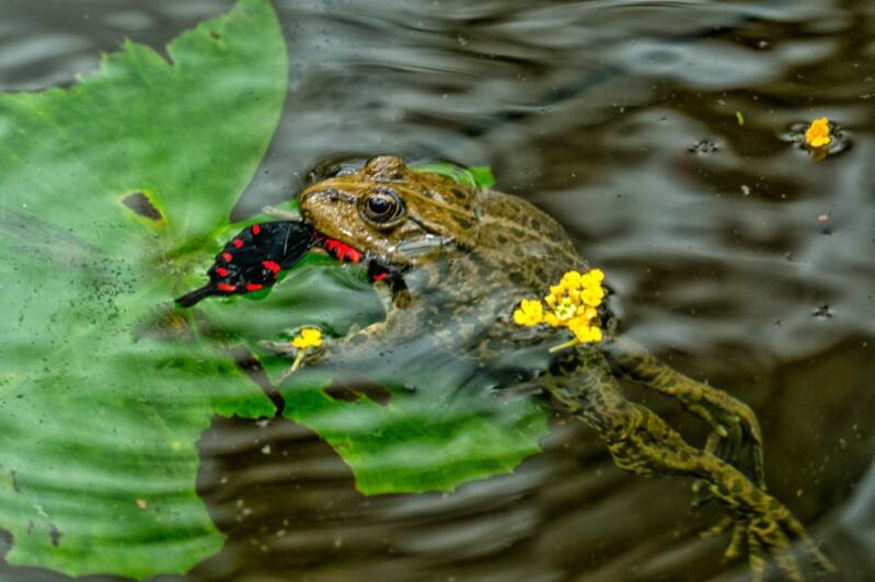 Annahme: Nahrungskette Jutta Mutschler, Osterburken