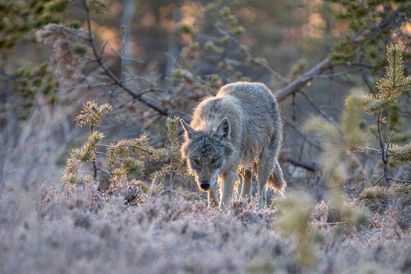 Urkunde: Hugo Kalbermatten– Wolf, Schweiz