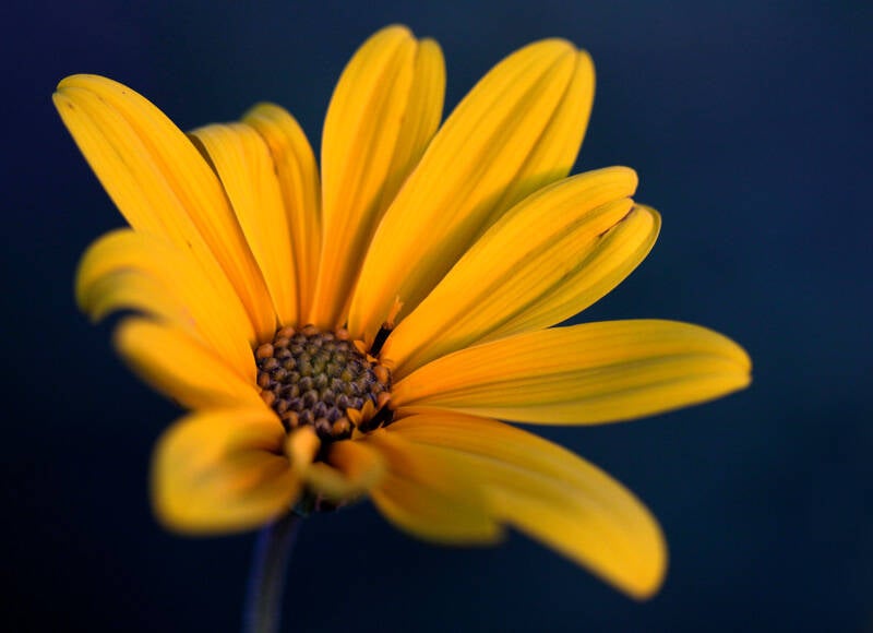 Urkunde: Florian Lahr- Leuchten, Deutschland