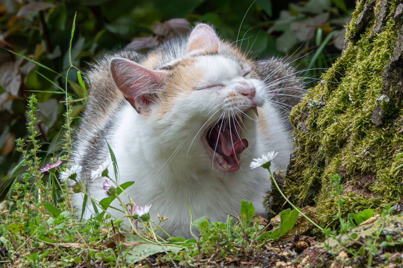 Wohlbehagen Hans Müller