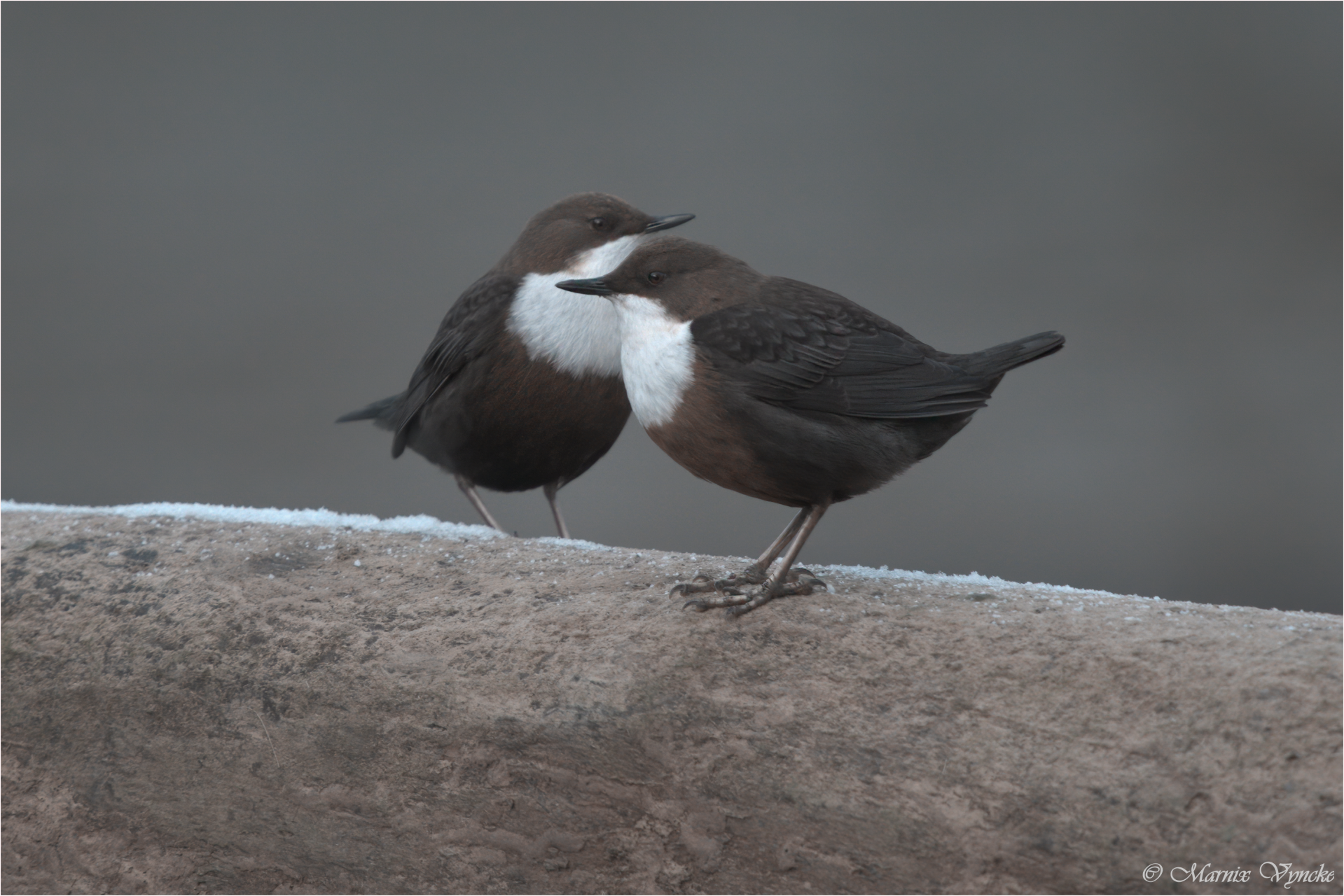 Waterspreeuw in Bohan Ardennen