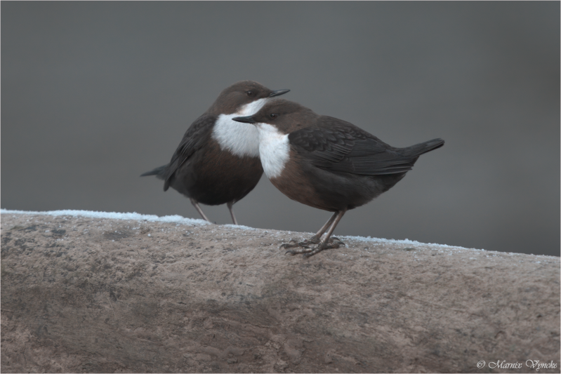 Cormoran huppé vresse sur semois