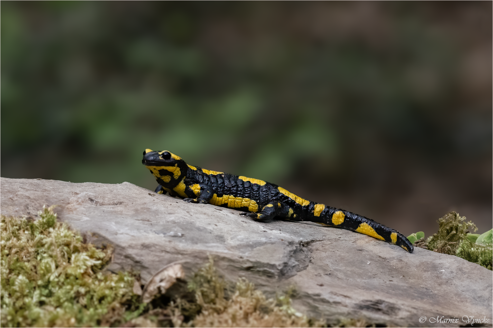 salamanders vresse sur semois
