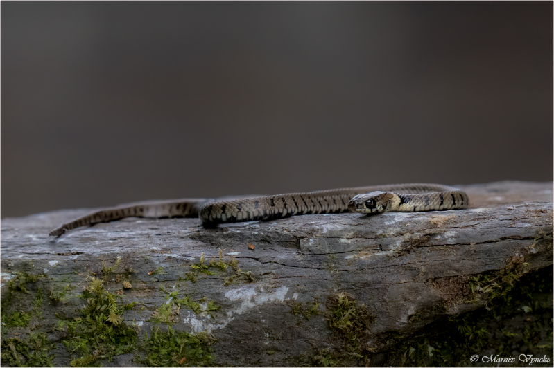 grass snake vresse sur semois