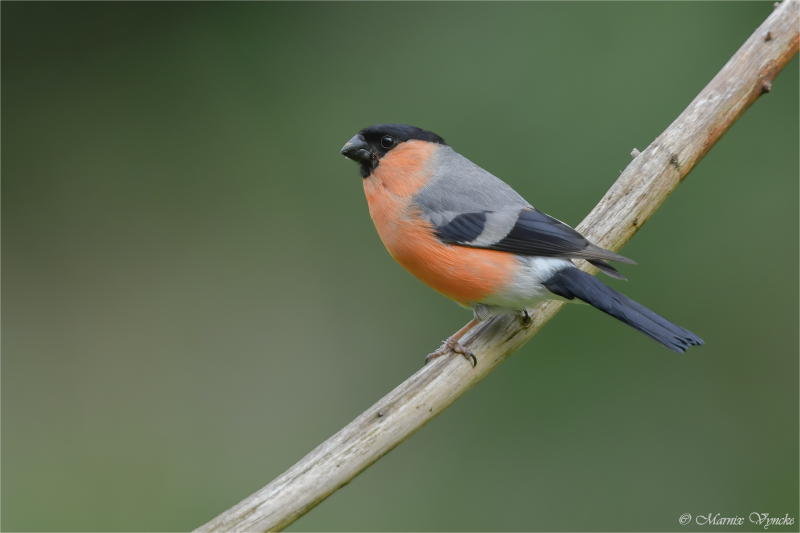 Bouvreuil pivoine à Bohan sur Semois