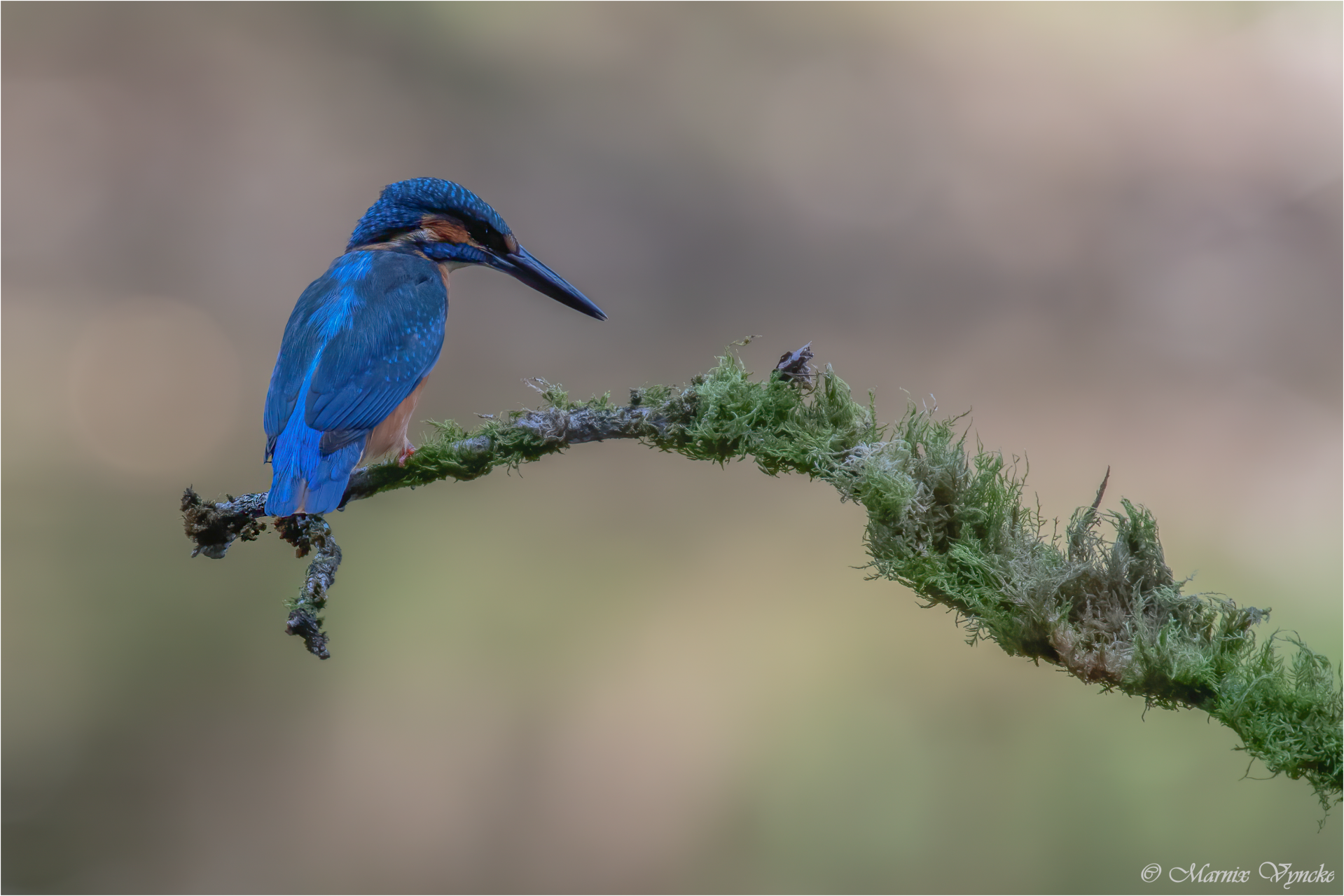 Ijsvogel in Bohan, Vresse sur Semois