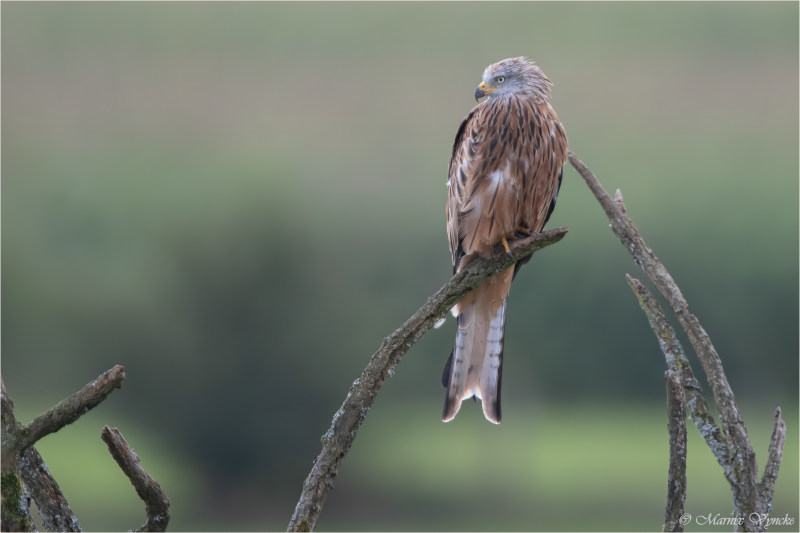 Rode wouw in Bohan Ardennen