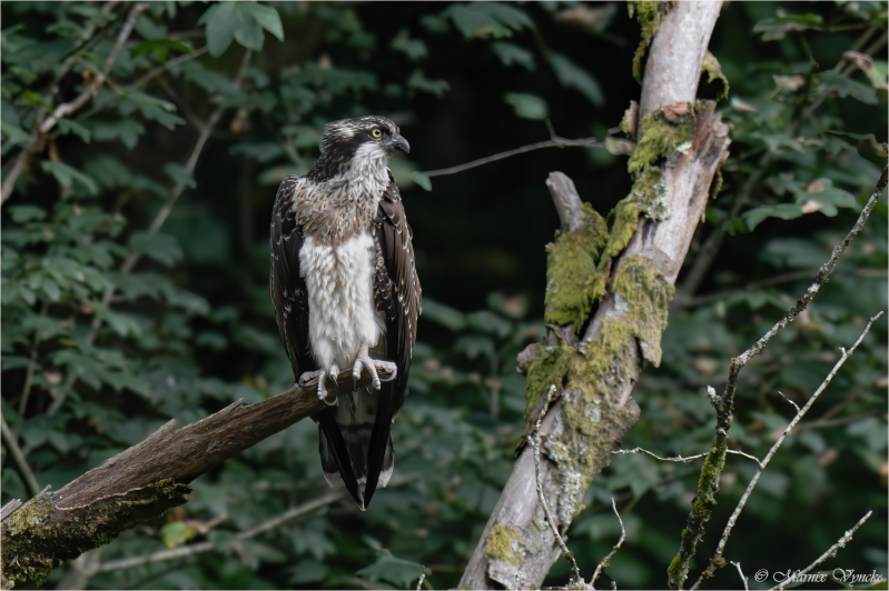 Visarend in Bohan Ardennen