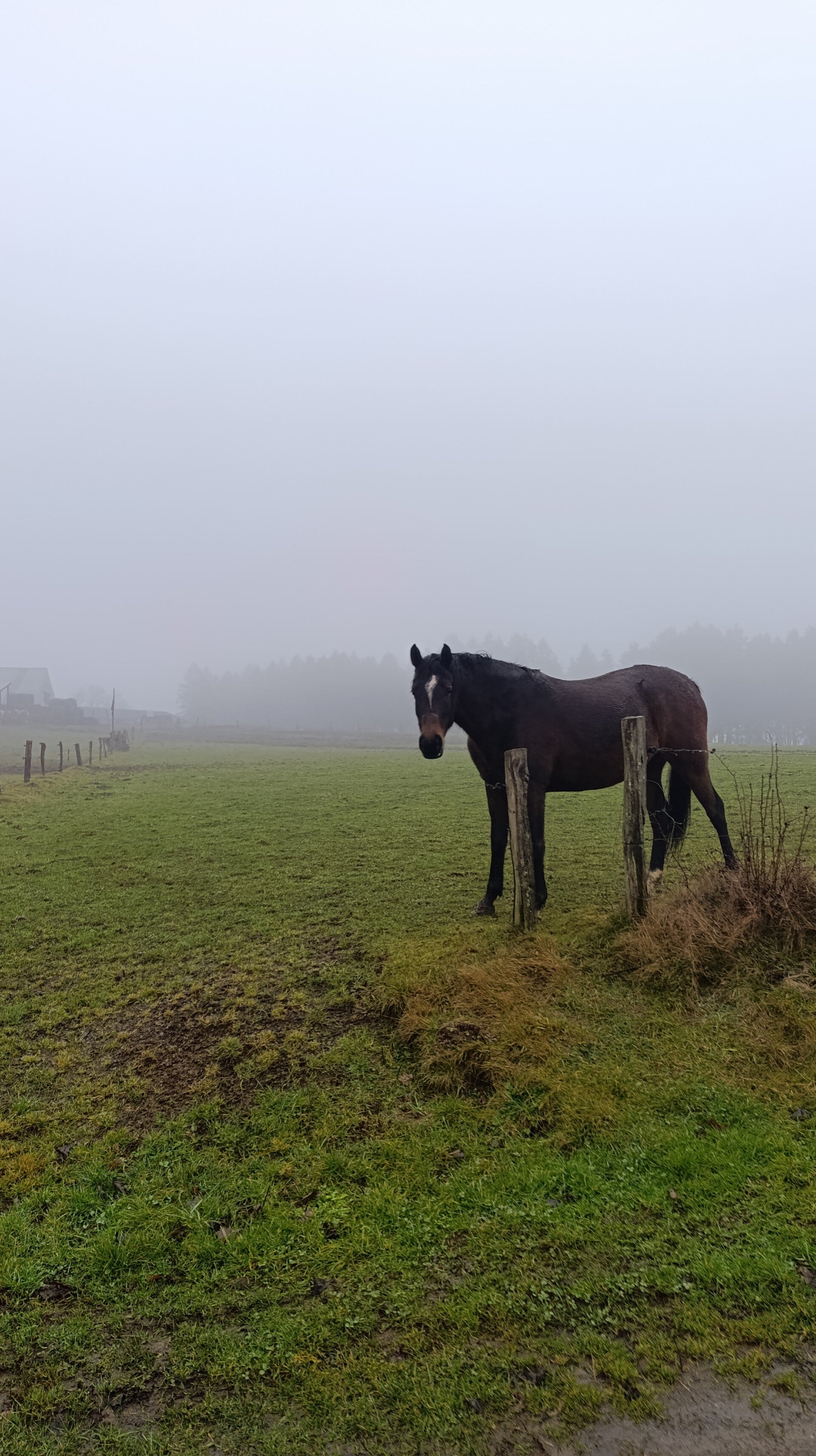 Pferd in Vresse-sur-Semois