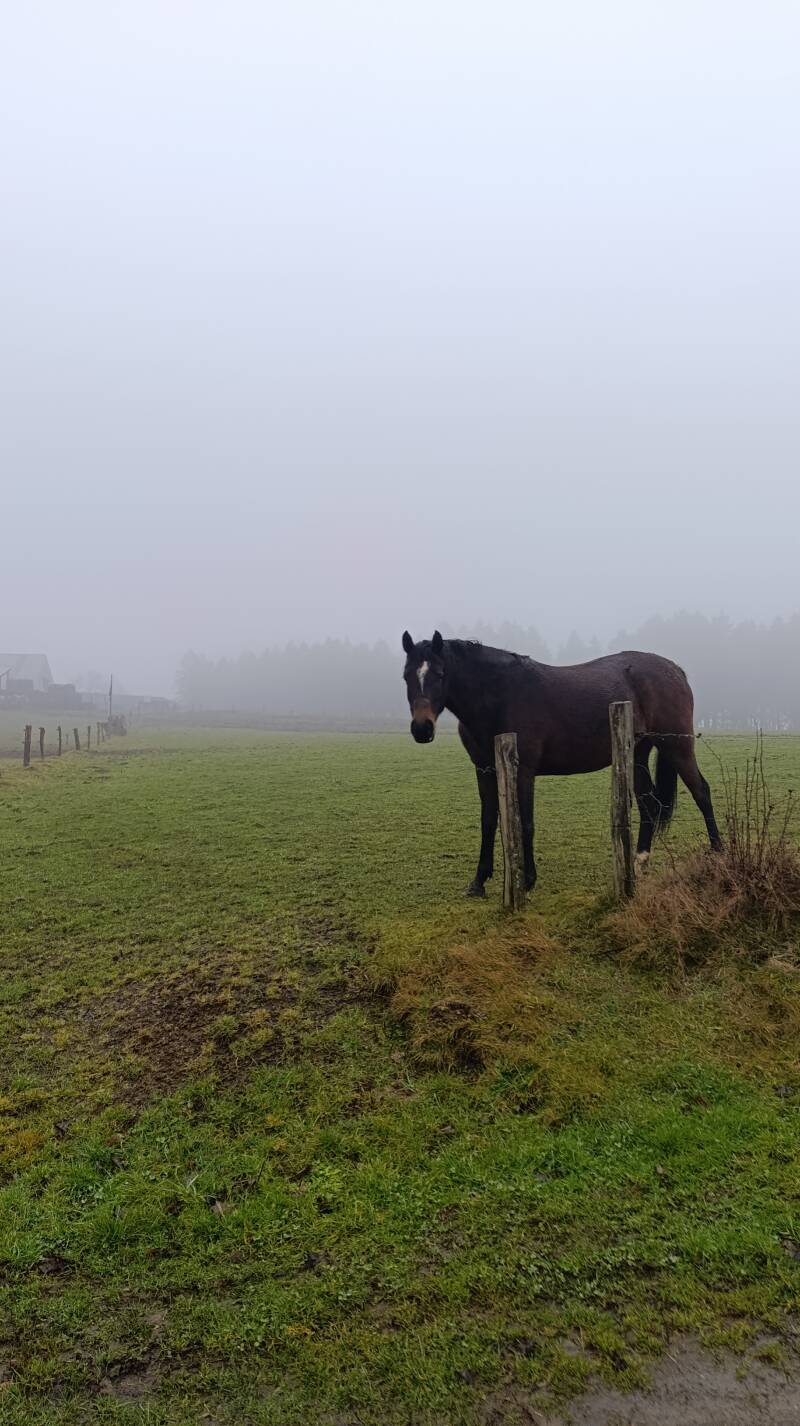 Cheval à Vresse-sur-