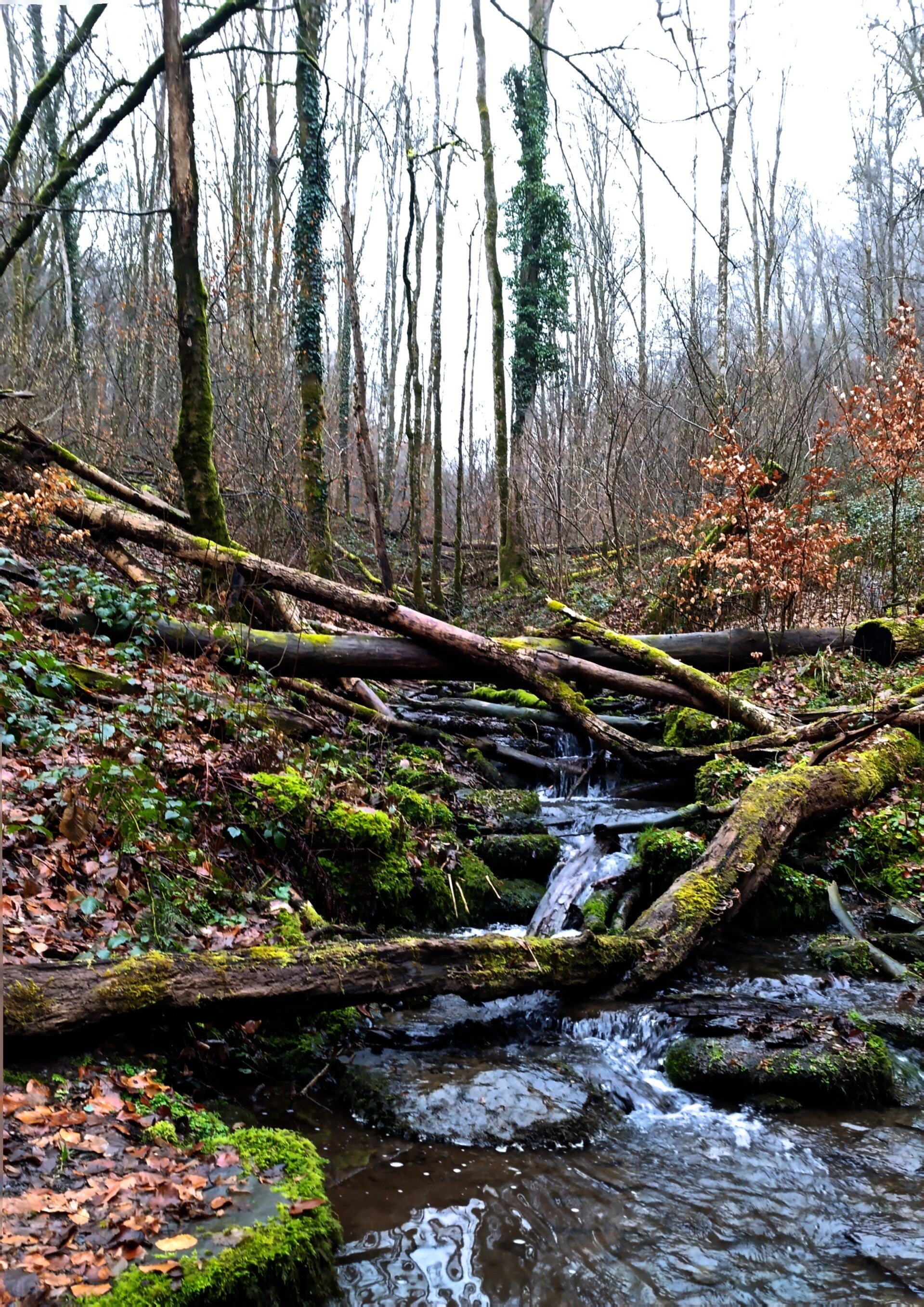 natuur Bohan