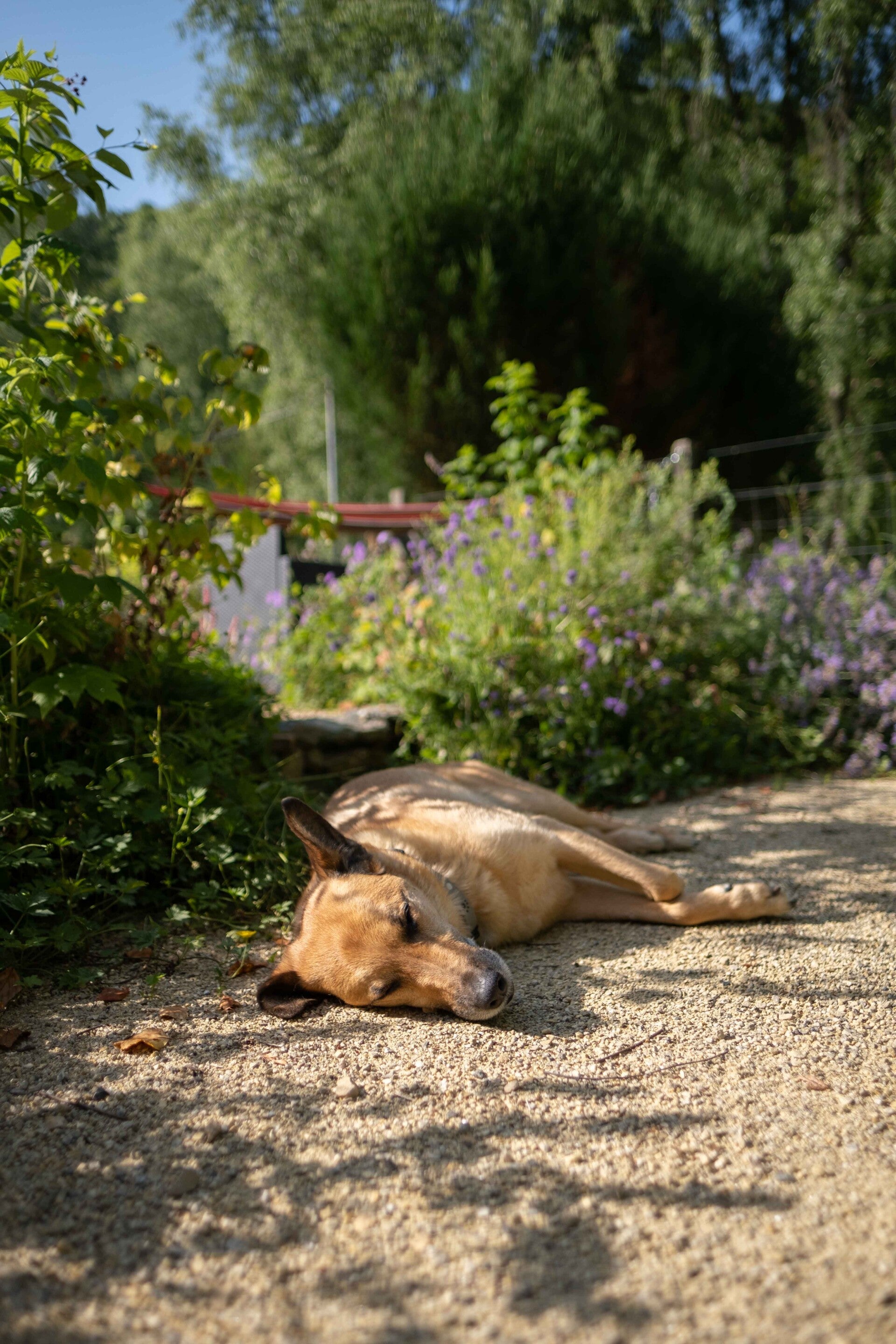 Vakantiehuis Ardennen met hond en omheinde tuin Bohant hond  